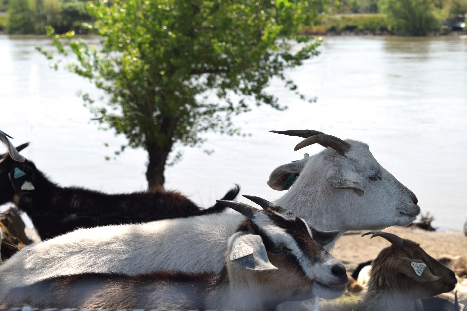 在萨克河附近谷仓里的山羊